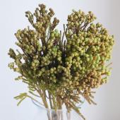 直前!!!】バーゼリア ラヌギノーサ(束単位)束約10本【OTOT】 - 花材