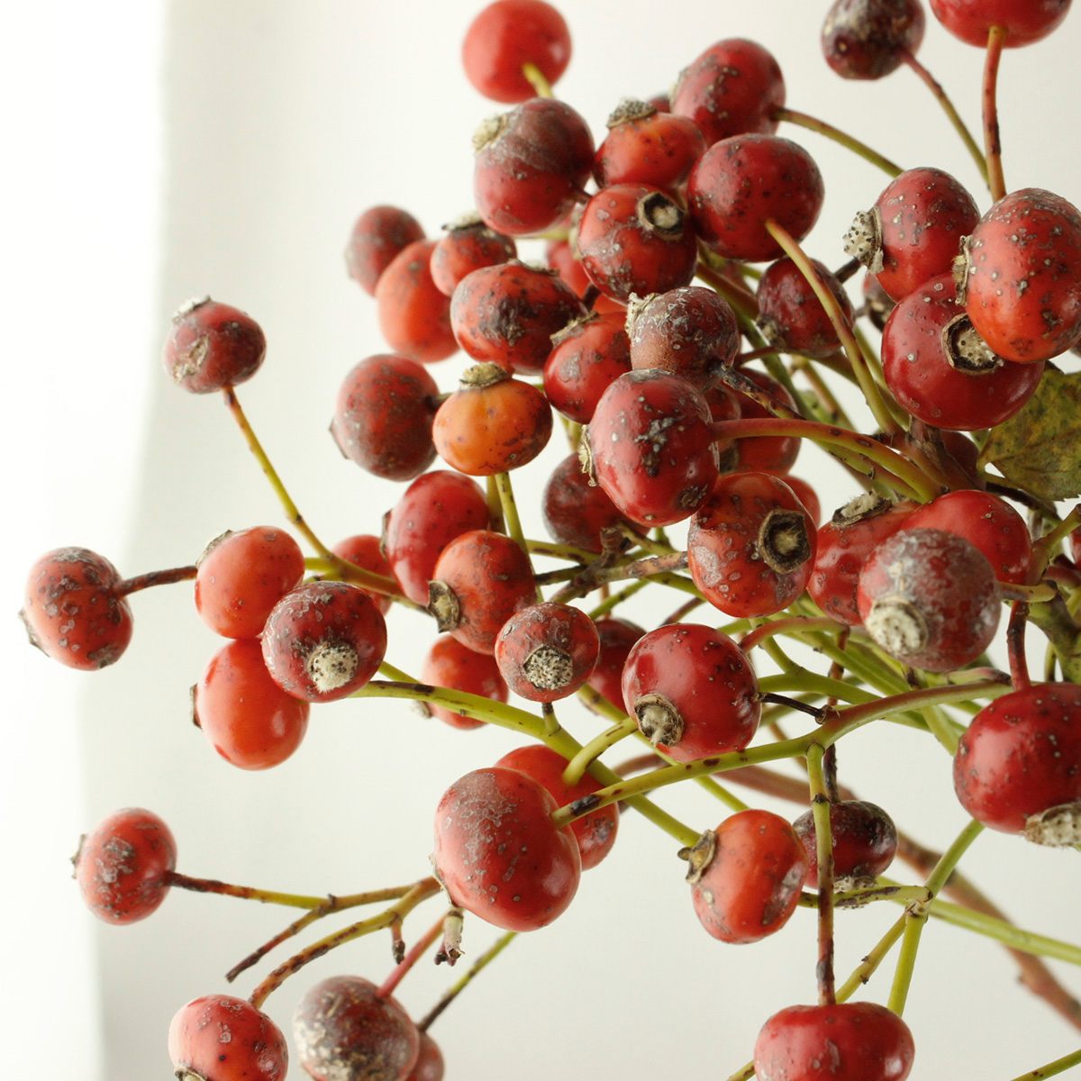 直前】ローズヒップ(オレンジ〜赤)Mファンタジーなど50cm程度 【生花