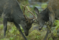 ニホンジカ（エゾシカ） 角突き アップ[32178000915]の写真・イラスト