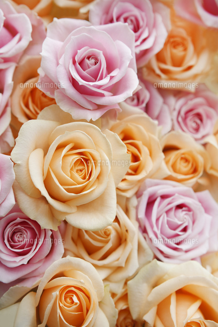 一面のピンクとオレンジ色のバラの花[10202000792]の写真・イラスト