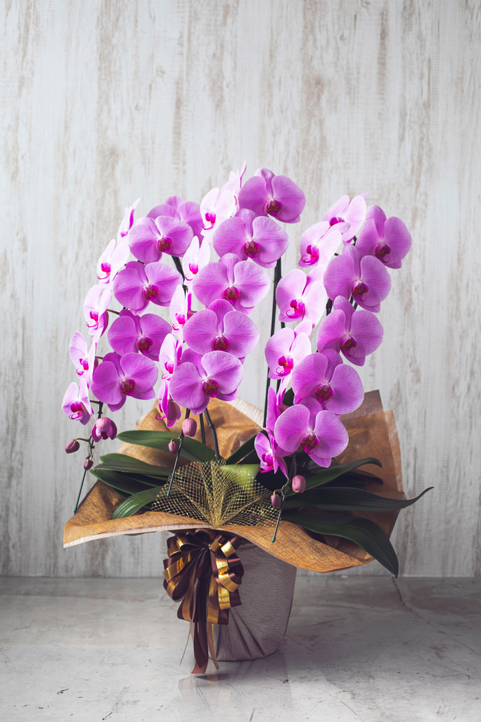 胡蝶蘭 大輪 36輪～39輪 3本立ち ピンク｜HanaPrime（ハナプライム）