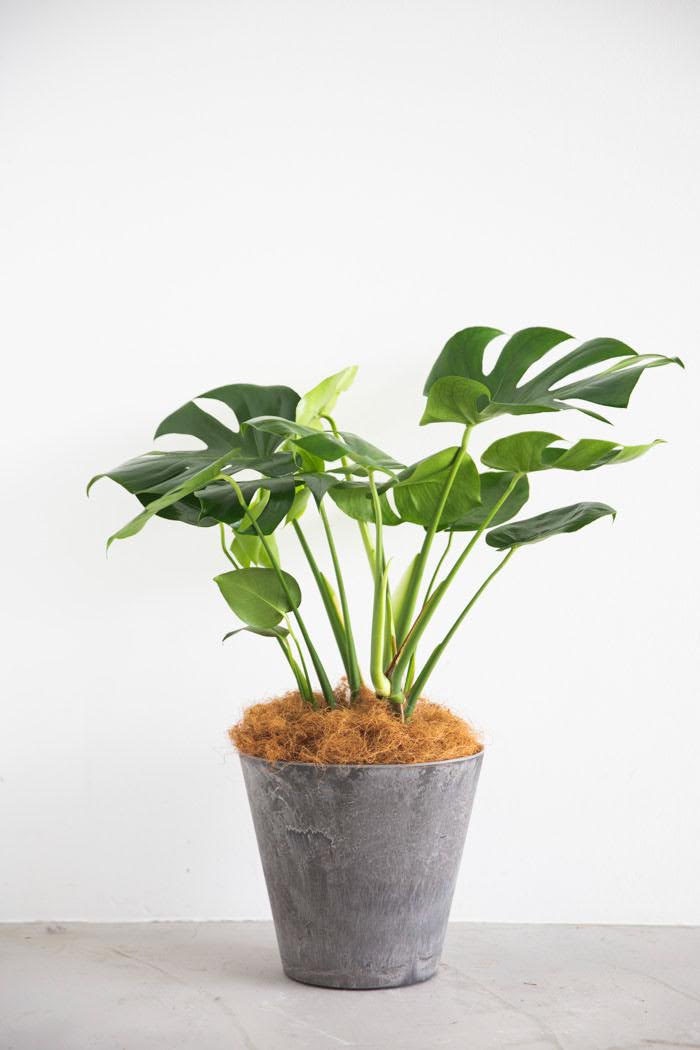 観葉植物 モンステラ（8号鉢）｜HanaPrime（ハナプライム）