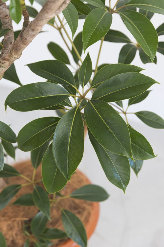 観葉植物 ツピタンサス（8号鉢）｜HanaPrime（ハナプライム）