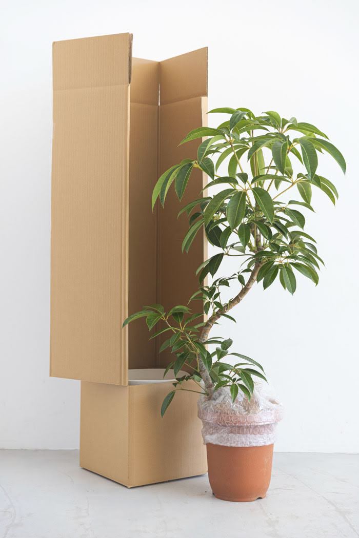 観葉植物 ツピタンサス（8号鉢）｜HanaPrime（ハナプライム）