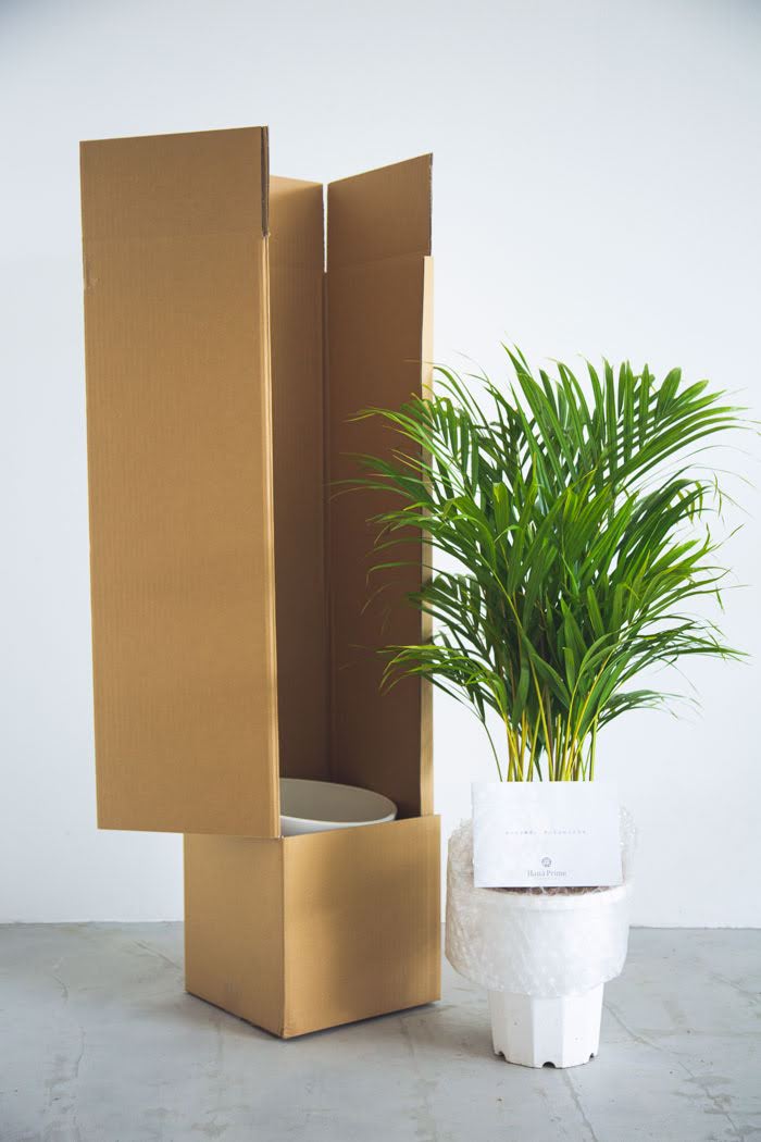 観葉植物 アレカヤシ（8号鉢）｜HanaPrime（ハナプライム）