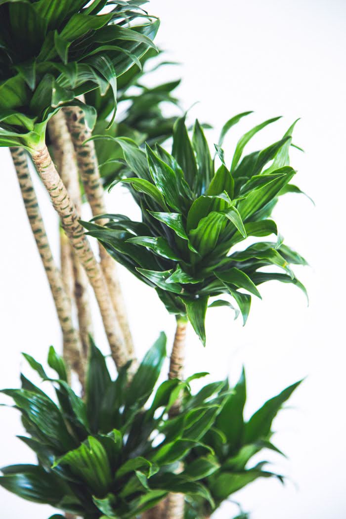 観葉植物 ドラセナ コンパクター（10号鉢）｜HanaPrime（ハナプライム）