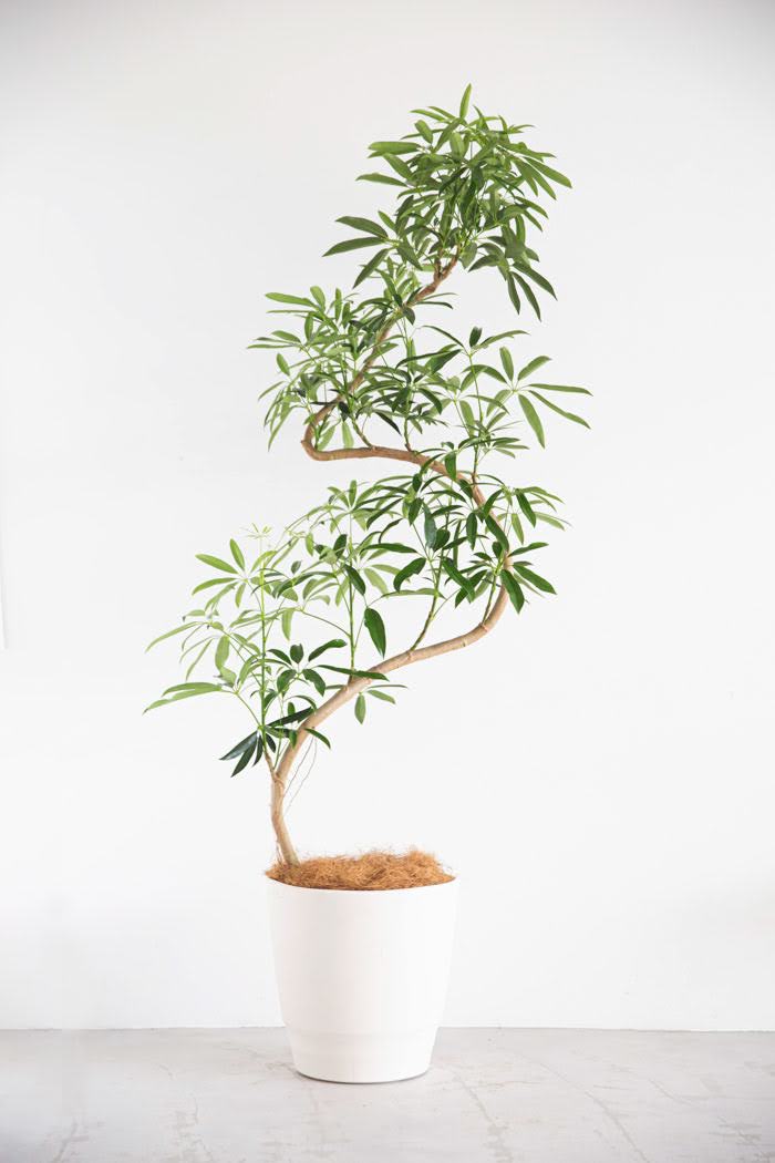 観葉植物 シェフレラ・アンガスティフォリア 曲がり（10号鉢