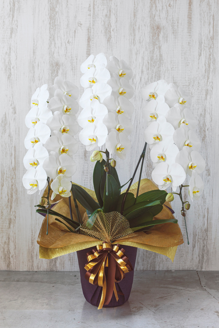 胡蝶蘭 大輪 36輪～39輪 3本立ち 白｜HanaPrime（ハナプライム）