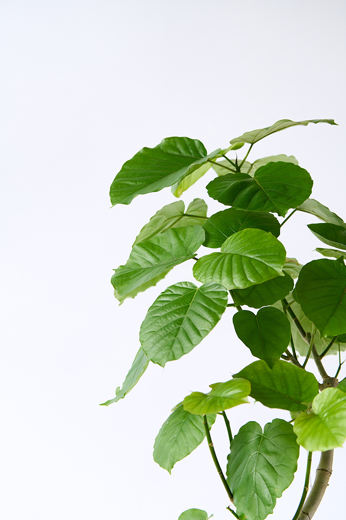 観葉植物 フィカス ウンベラータ曲がり（8号鉢）｜HanaPrime（ハナ