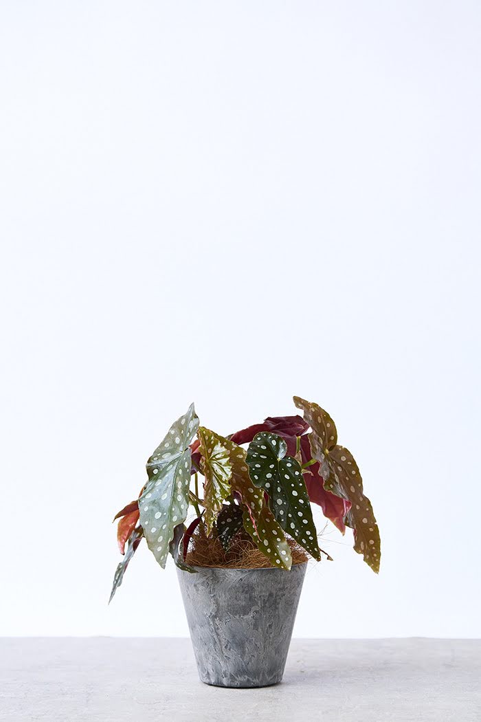 観葉植物 ベゴニア マクラータ（4号鉢）｜HanaPrime（ハナプライム）