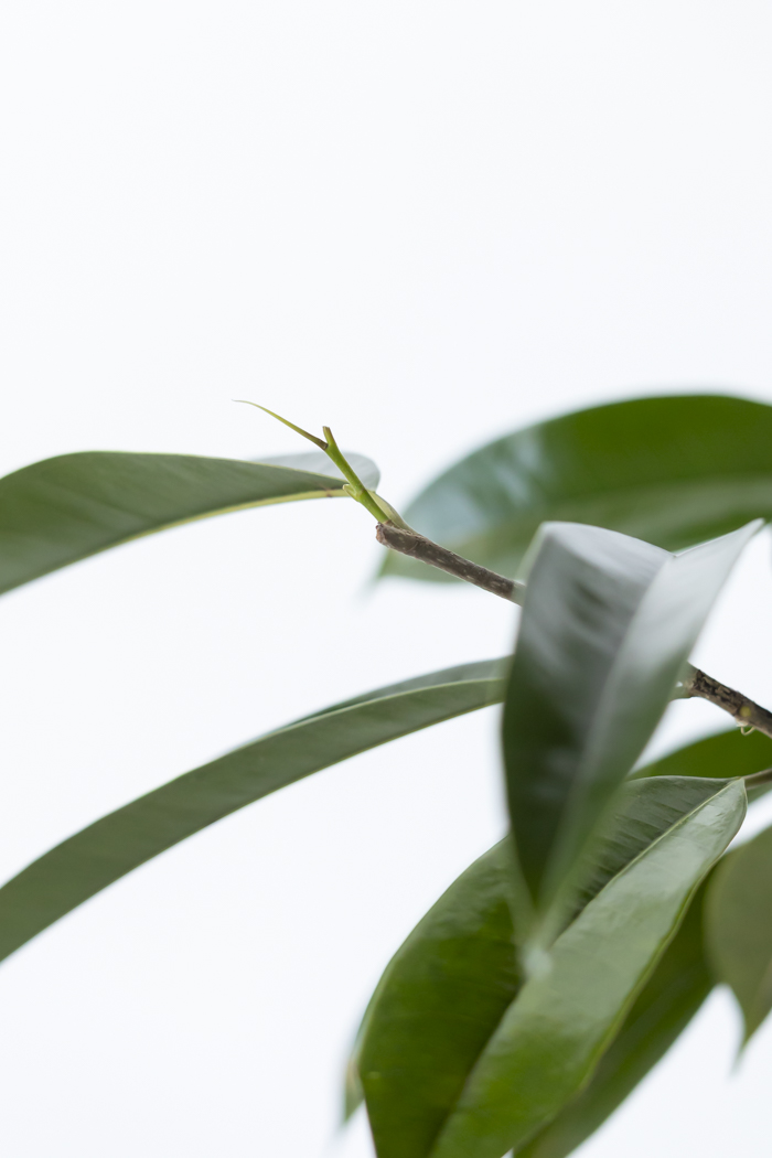 観葉植物 フィカス アムステルダムキング 曲がり（10号鉢）｜HanaPrime