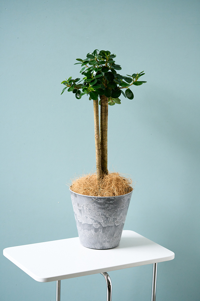 観葉植物 パンダガジュマル（6号鉢）｜HanaPrime（ハナプライム）