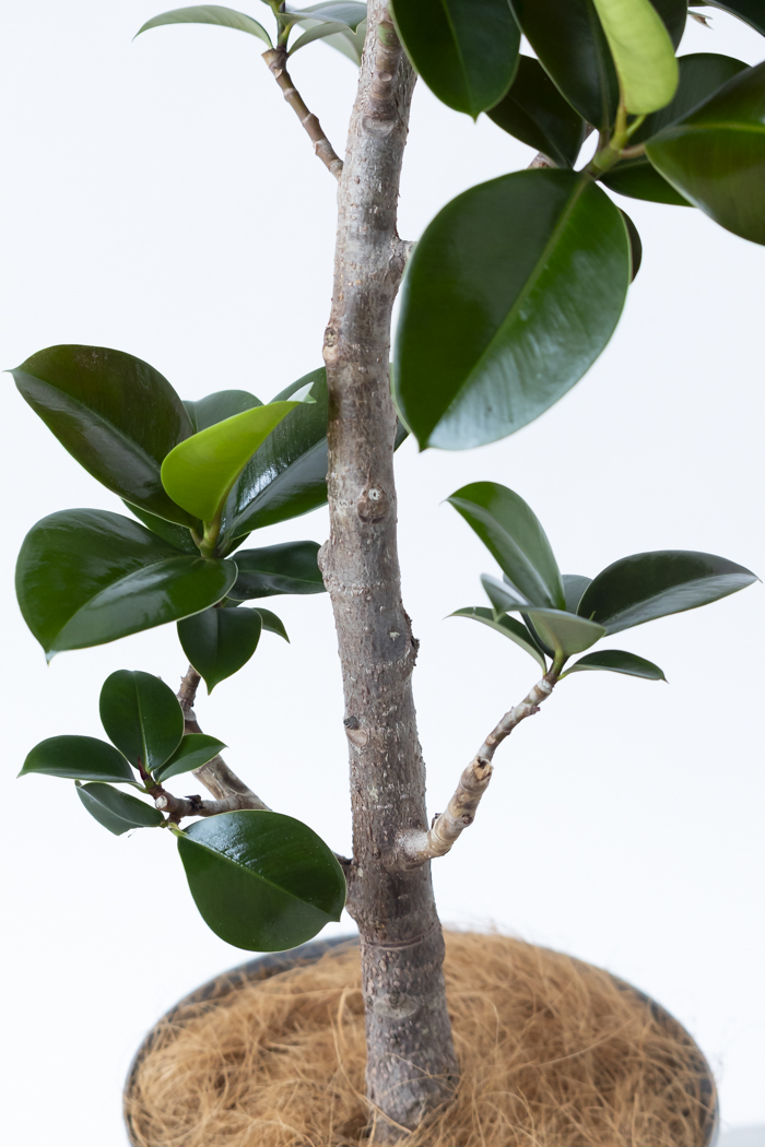 観葉植物 フィカス ソフィア曲がり（8号鉢）｜HanaPrime（ハナプライム）