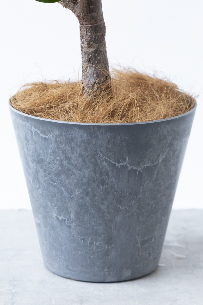 観葉植物 フィカス ソフィア曲がり（8号鉢）｜HanaPrime（ハナプライム）