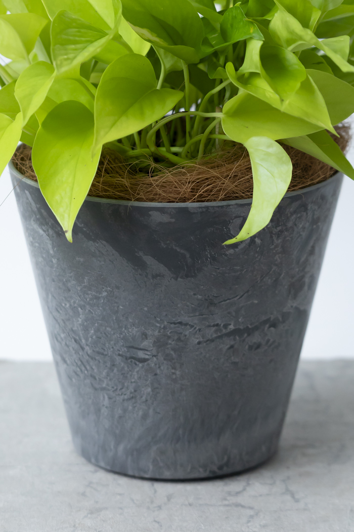 観葉植物 ポトス ライム（6号鉢）｜HanaPrime（ハナプライム）