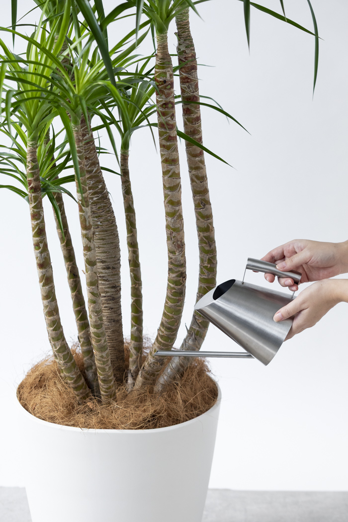 観葉植物 ドラセナ カンボジアーナ（10号鉢）｜HanaPrime（ハナプライム）