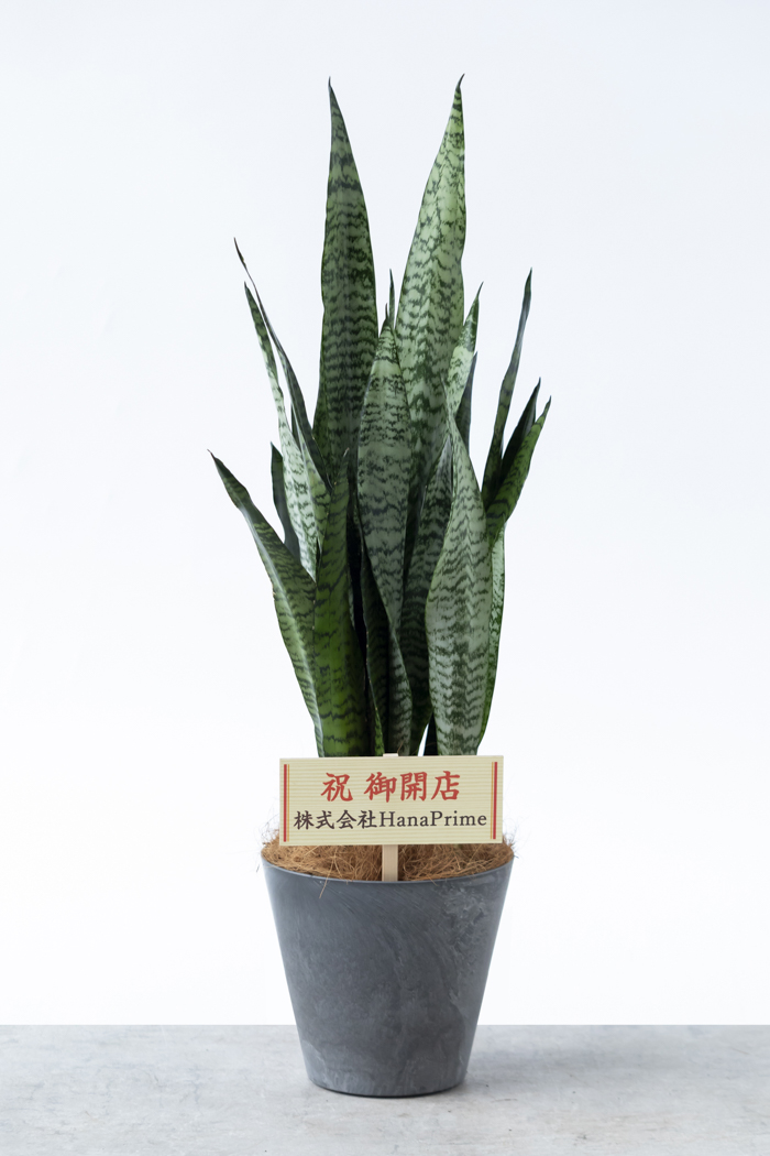 観葉植物 サンスベリア ゼラニカ（6号鉢）｜HanaPrime（ハナプライム）