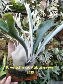 2026年最新】auburn riverの人気アイテム - メルカリ