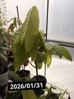 2026年最新】カカオ 苗の人気アイテム - メルカリ