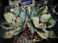 2026年最新】ブラックアンドブルー 大株の人気アイテム - メルカリ