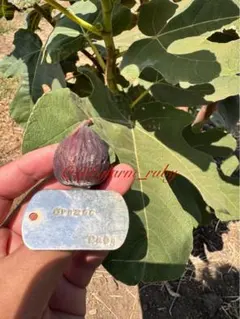 2026年最新】いちぢく穂木の人気アイテム - メルカリ