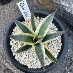 2026年最新】アガベ スノーグローの人気アイテム - メルカリ