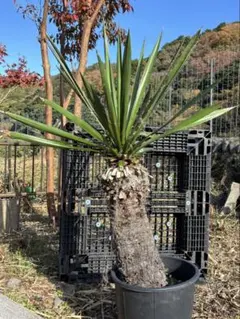 2026年最新】ユッカ ファクソニアーナの人気アイテム - メルカリ