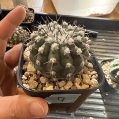 2026年最新】黒王丸 実生の人気アイテム - メルカリ