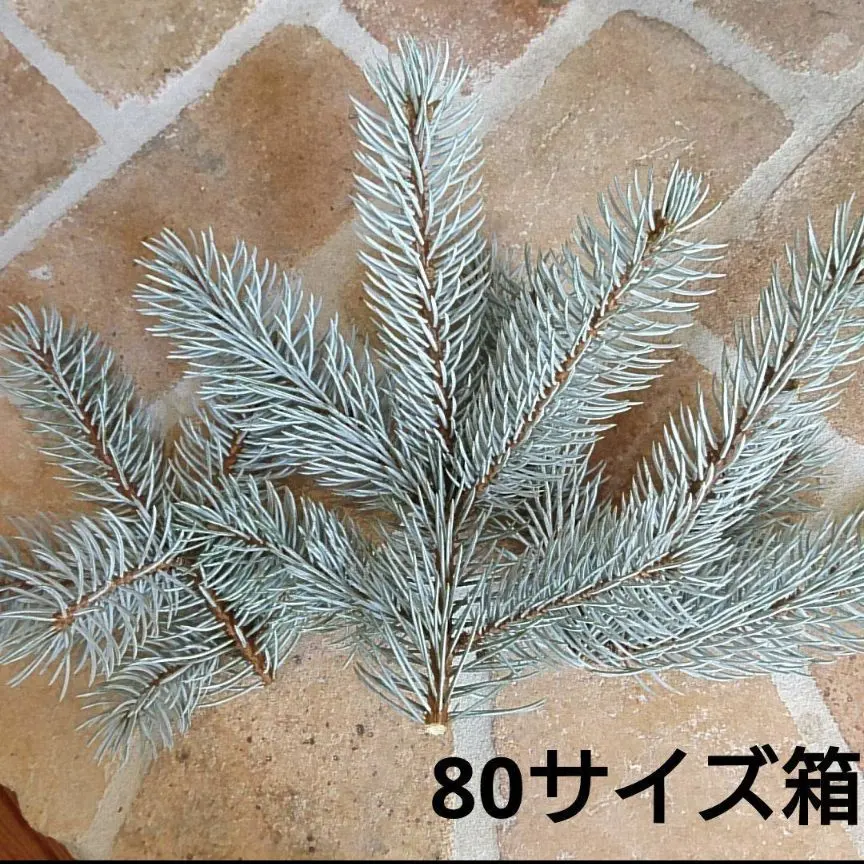 2026年最新】プンゲンストウヒ ホプシーの人気アイテム - メルカリ