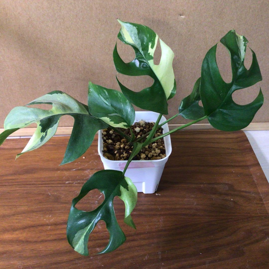 ヒメモンステラ 斑入り 3 観葉植物 - メルカリ