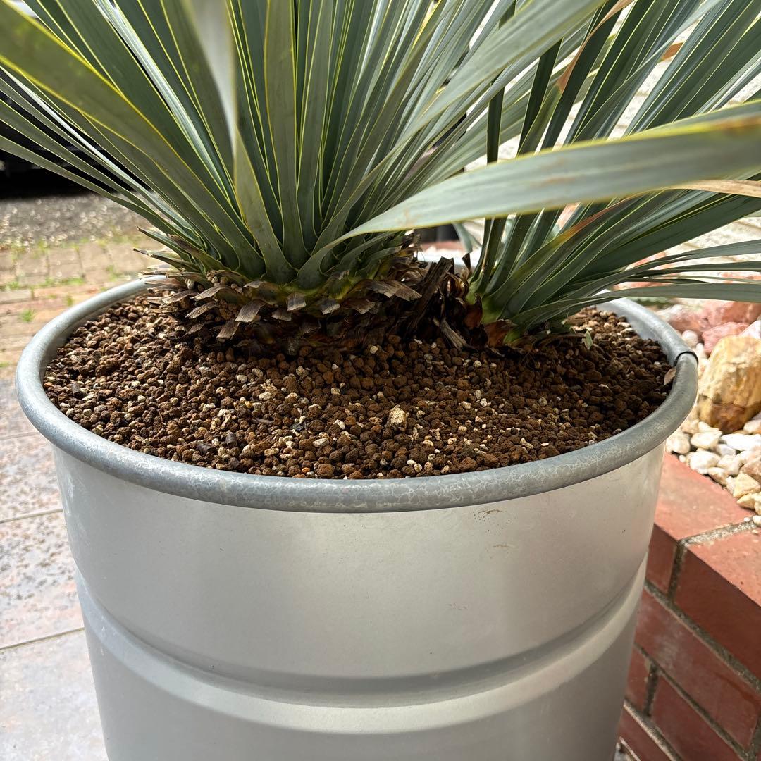 ユッカ ロストラータ幹太 希少なダブルヘッド シルバーブルー大株