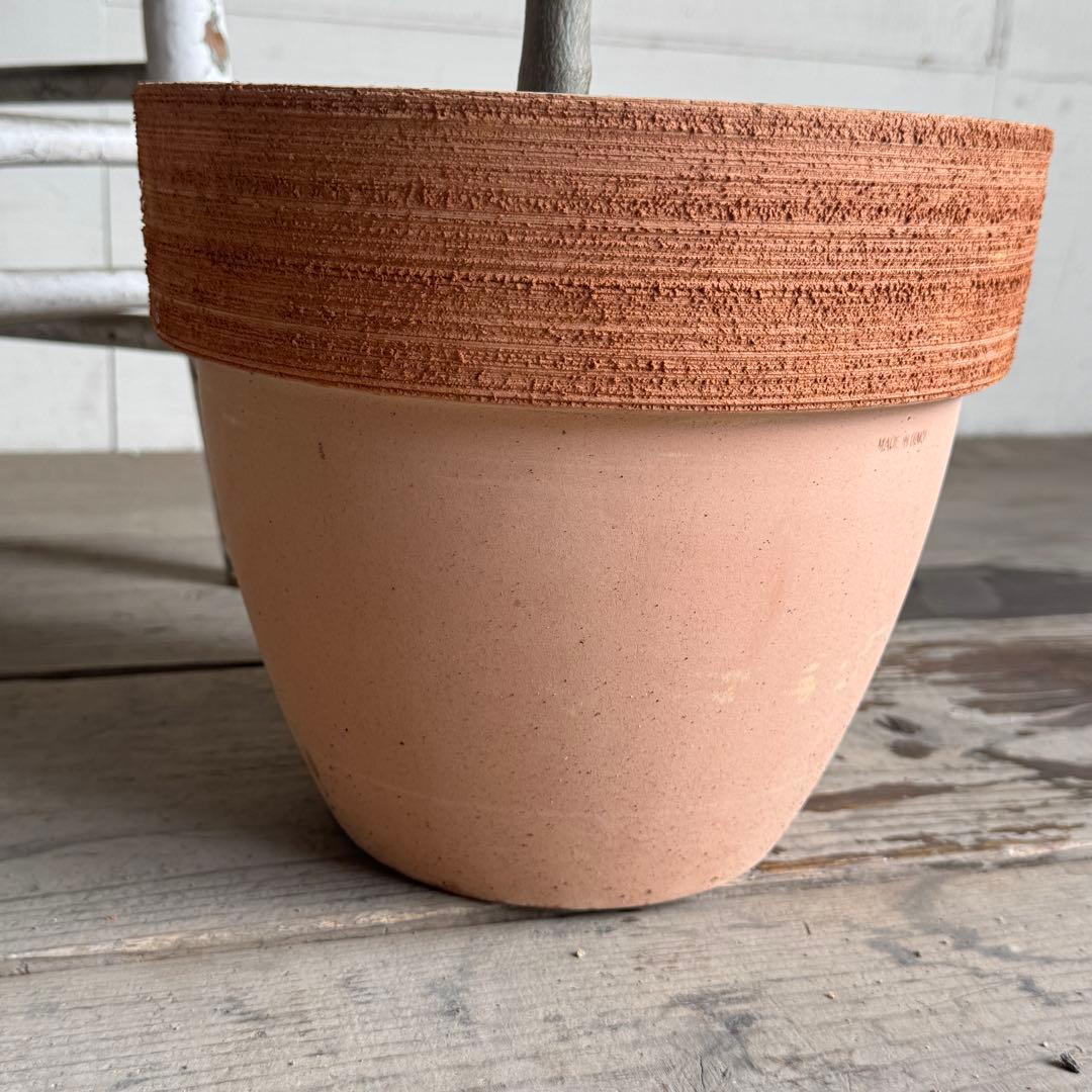 オリーブの木 イタリア製 テラコッタ鉢植え エルグレコ H120 - メルカリ