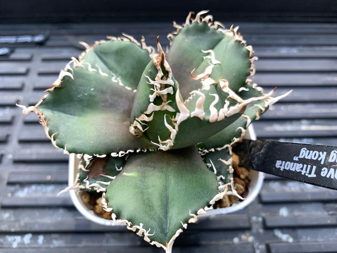 特選】アガベ☆チタノタ☆金剛☆キングコング☆超強棘☆極上☆抜き苗