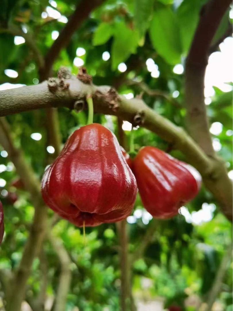 超希少 特大 レンブ取木苗木 台湾黑金蓮霧 - メルカリ