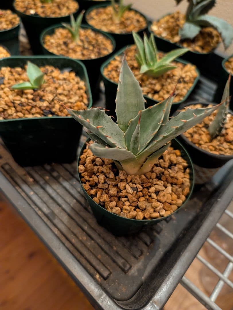 ごくうさま確認用　パラサナ　実生株 PLANCHU 観葉植物 パキラ ストレート 実生株 5号鉢 受け皿付き 育て方