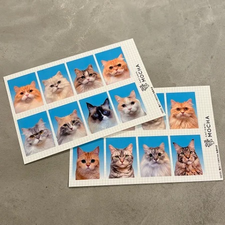 全39店舗総勢830匹が参加！全店舗No.1を決める「MOCHAにゃんず総選挙