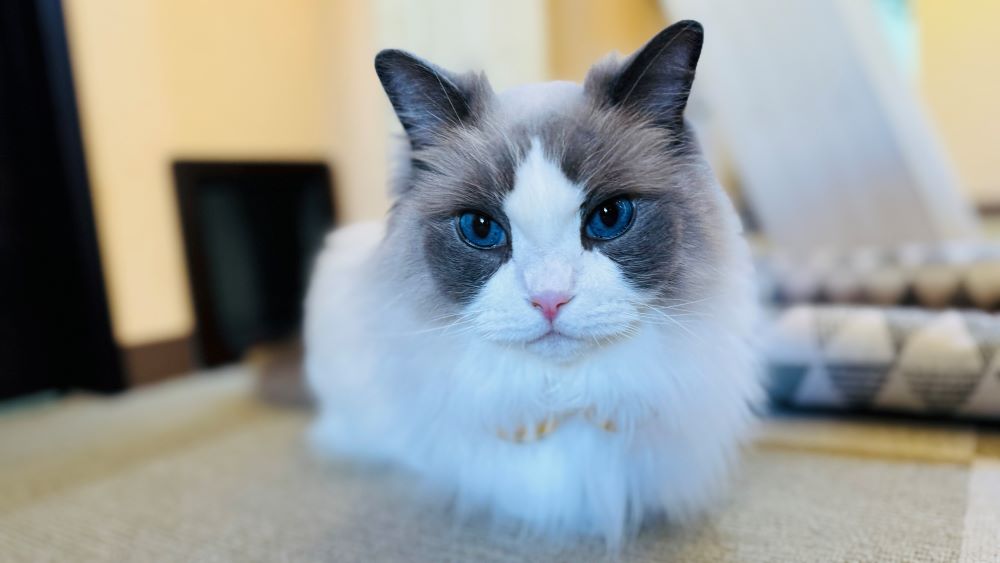 猫好き必見！海老名「猫カフェ コックンの別荘」で至福の時間 - 海老名