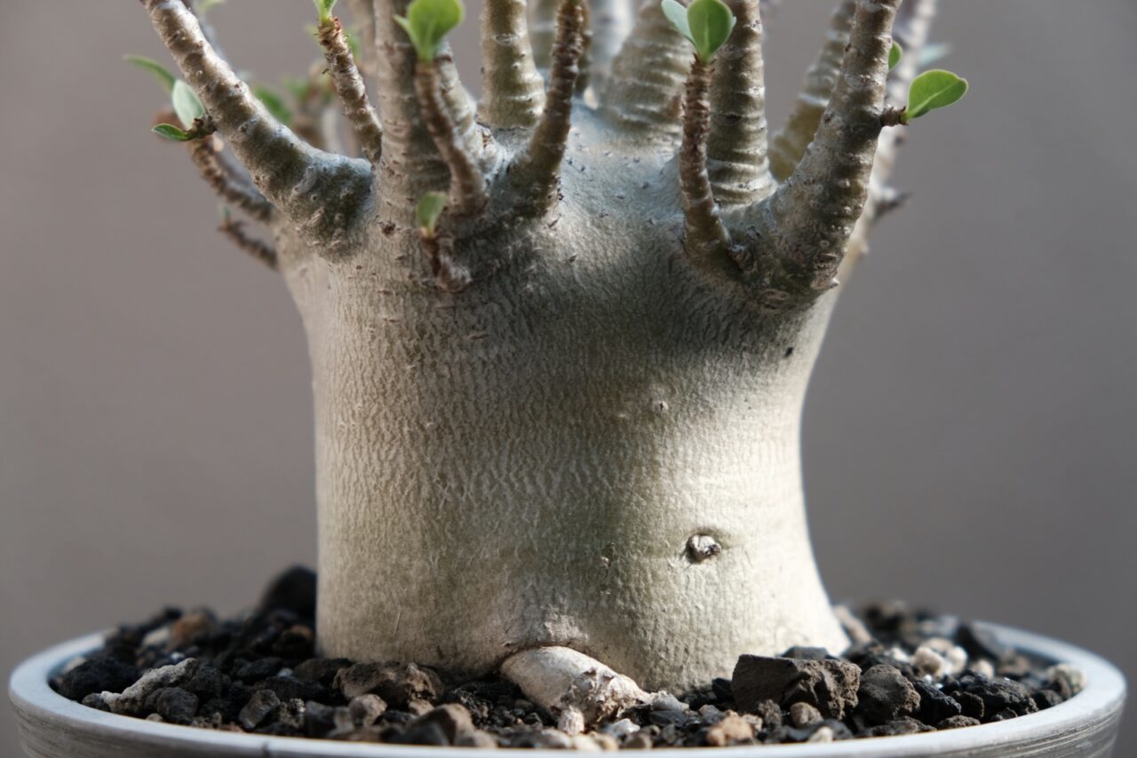 アデニウム アラビカム ドワーフ / 塊根の魅力が詰まりまくった幹と枝