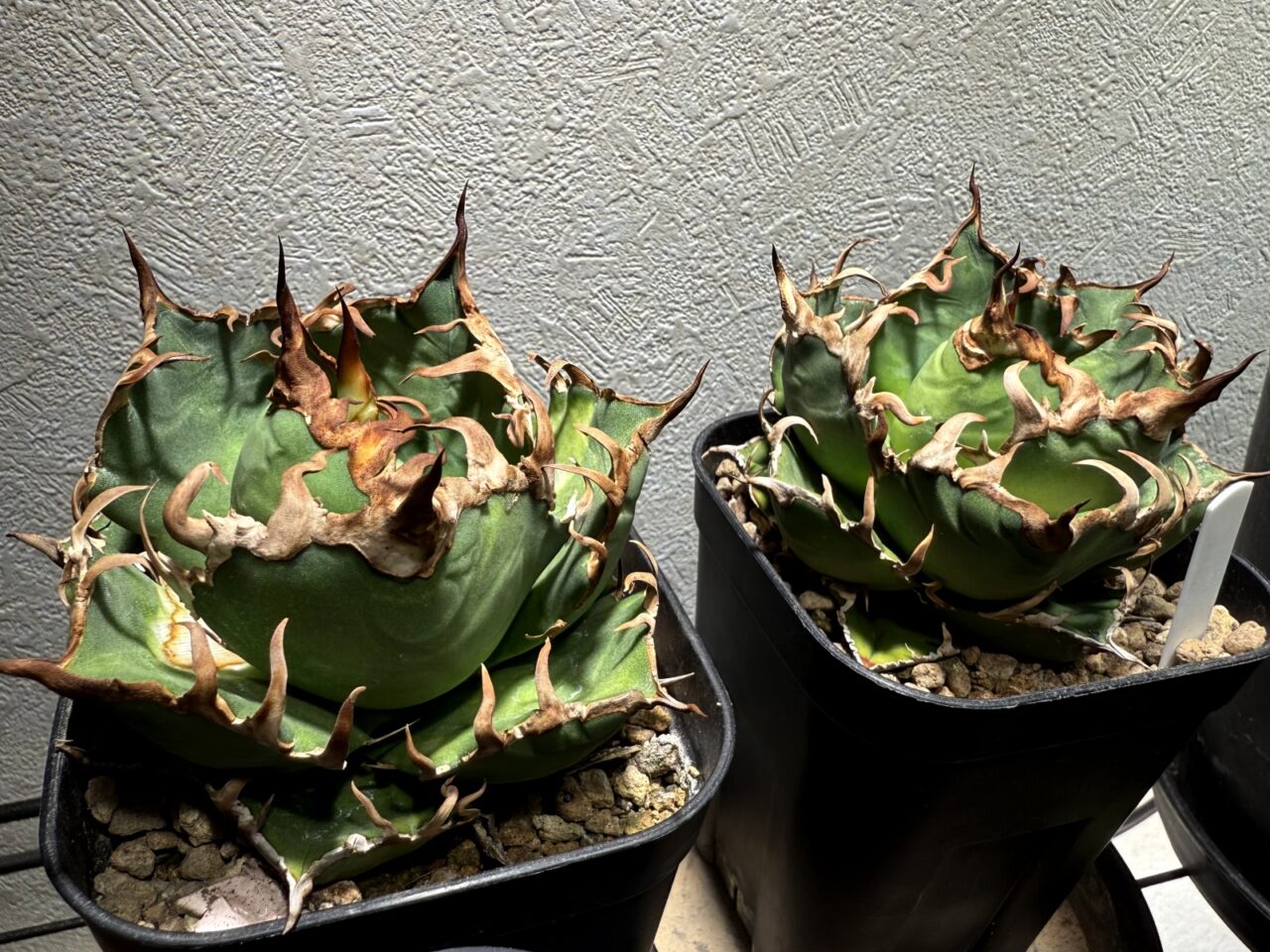 アガベ・シーザー 台湾Lize株 vs. メリクロン株の成長比較 | すごい