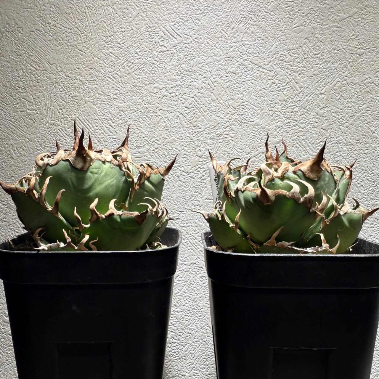 agave-caesar-hikaku-2412-3-