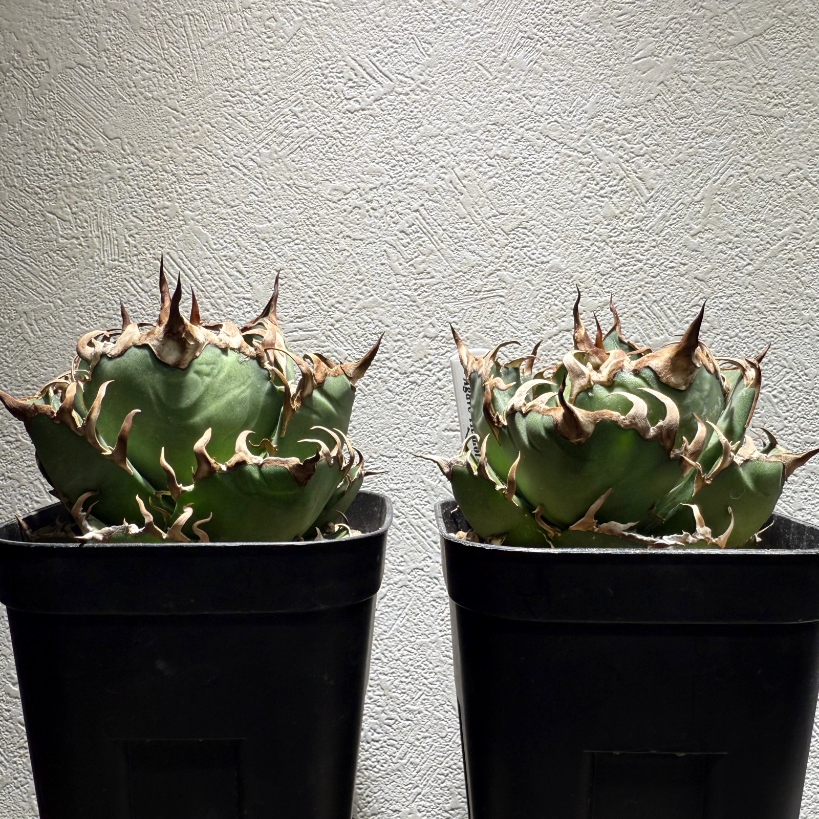 アガベ チタノタ 白鯨 / アザミウマの被害から徐々に復活中。 | すごい