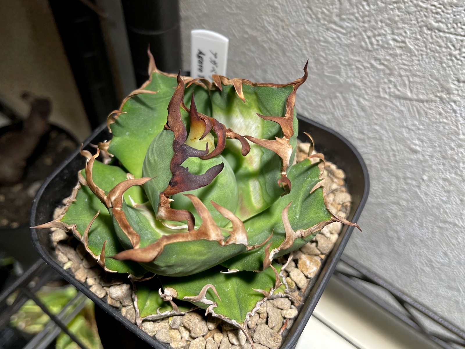 アガベ・スーパーチタノタを手に入れた！ | すごいグリーン