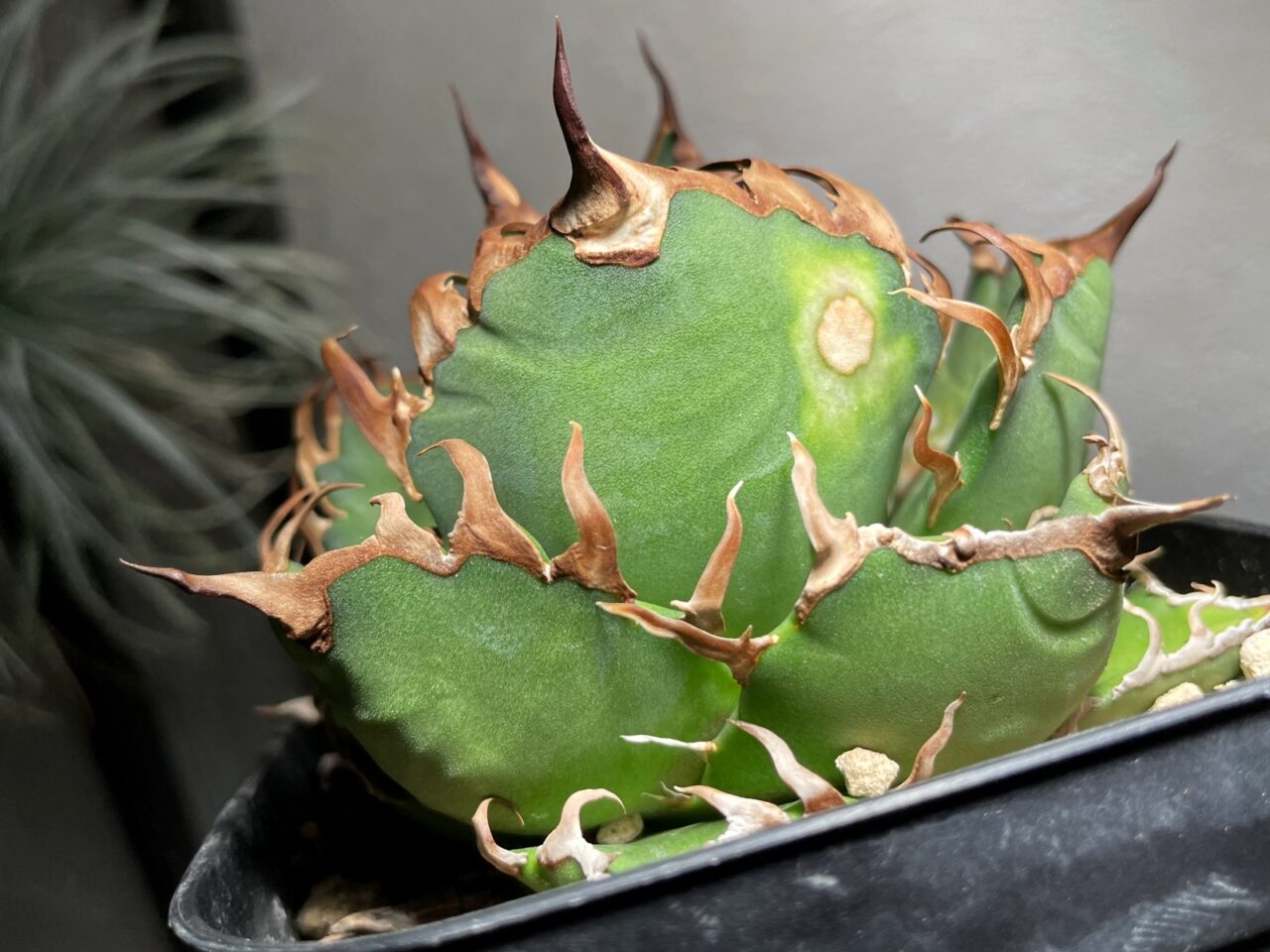 アガベのシーザーが葉焼けした…。 | すごいグリーン