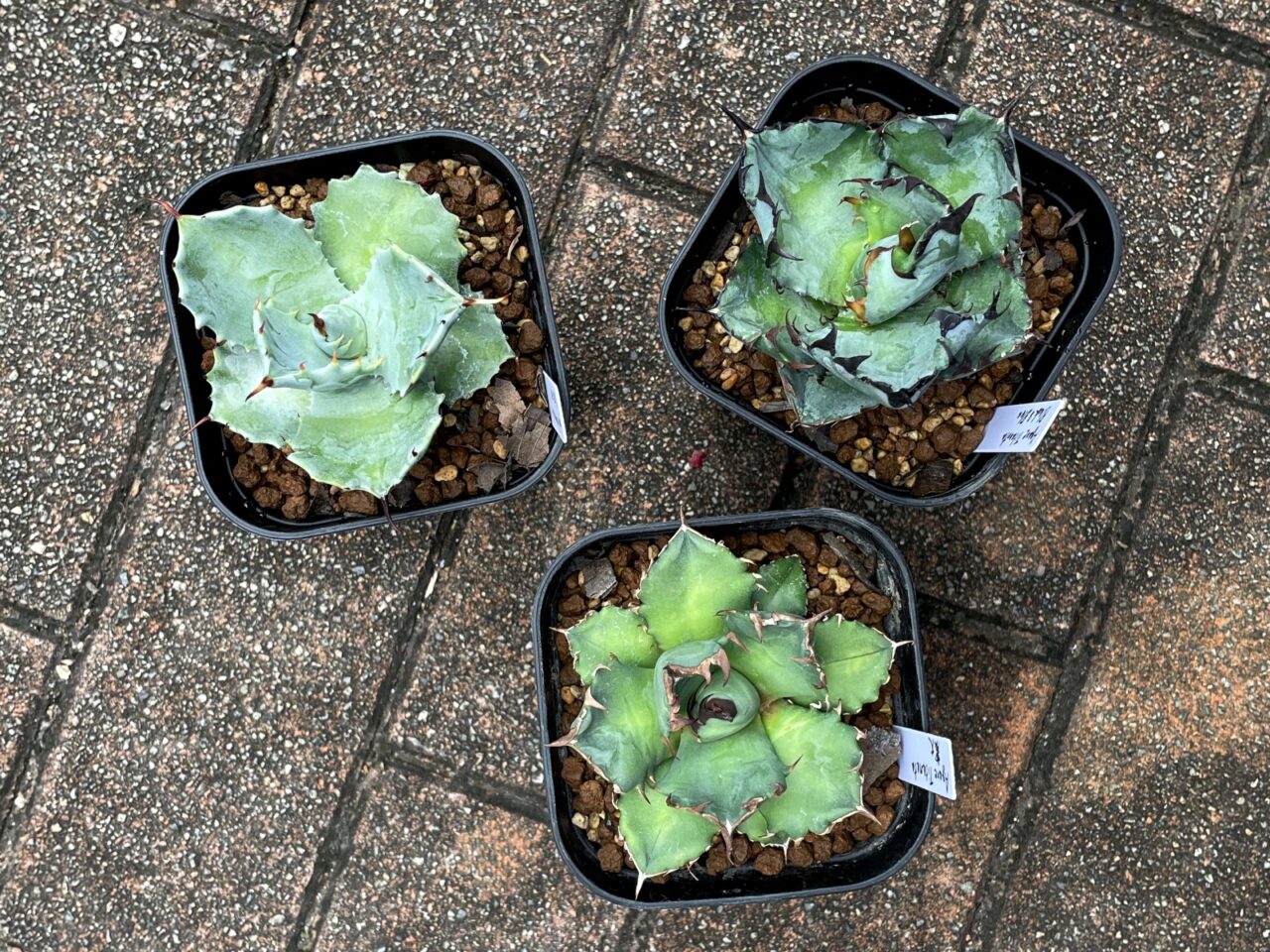 アガベの子株、増えるたびに悩む置き場問題…！ | すごいグリーン