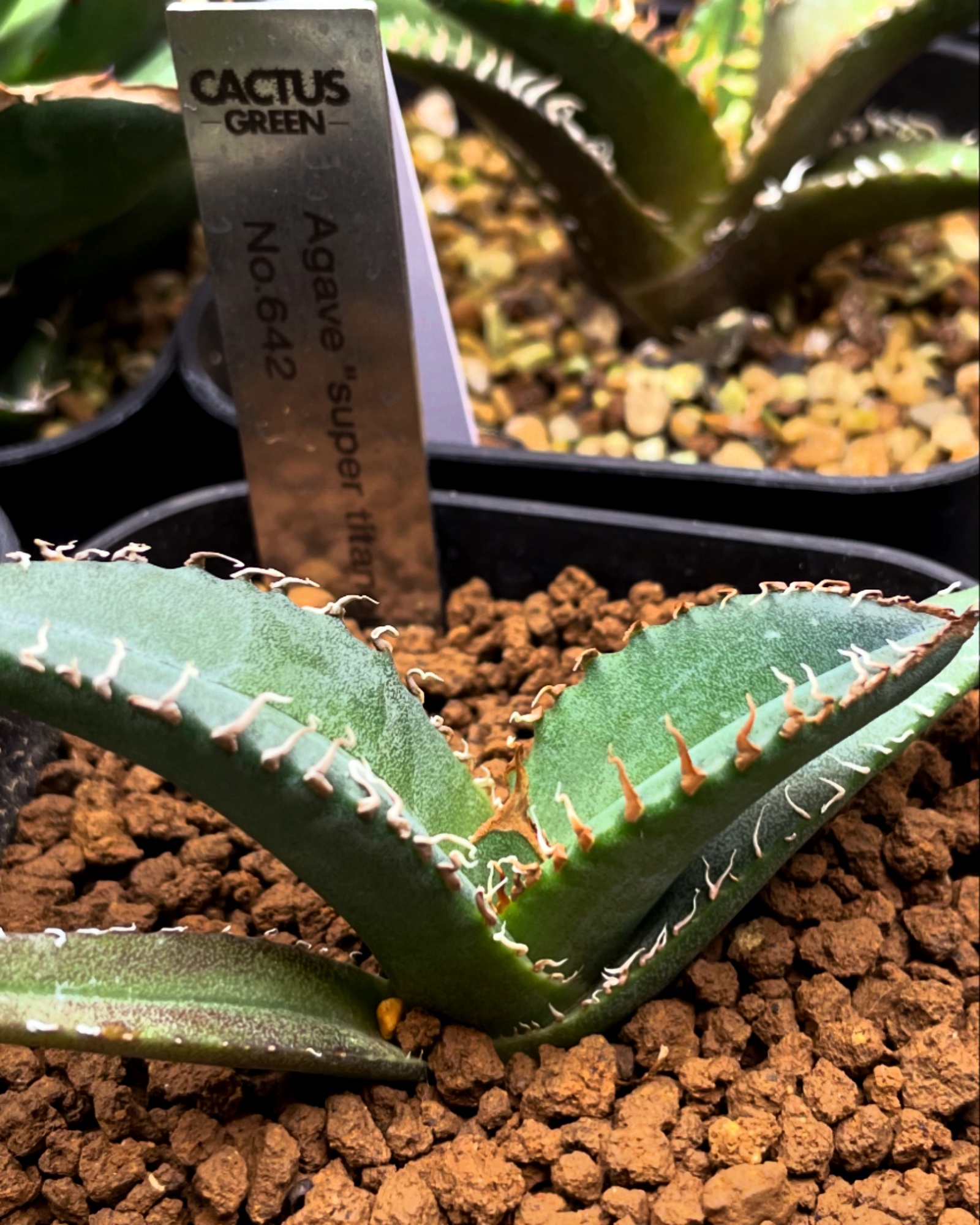 アガベ・トリケラトプスを手に入れた！ | すごいグリーン