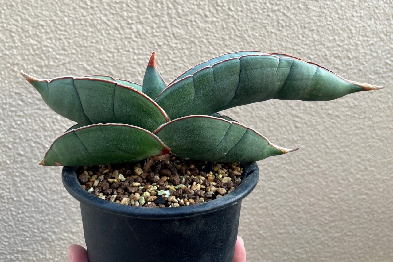 サンスベリア バナナ / ムチプリで肉厚な葉のバナナ三兄弟。 | すごい