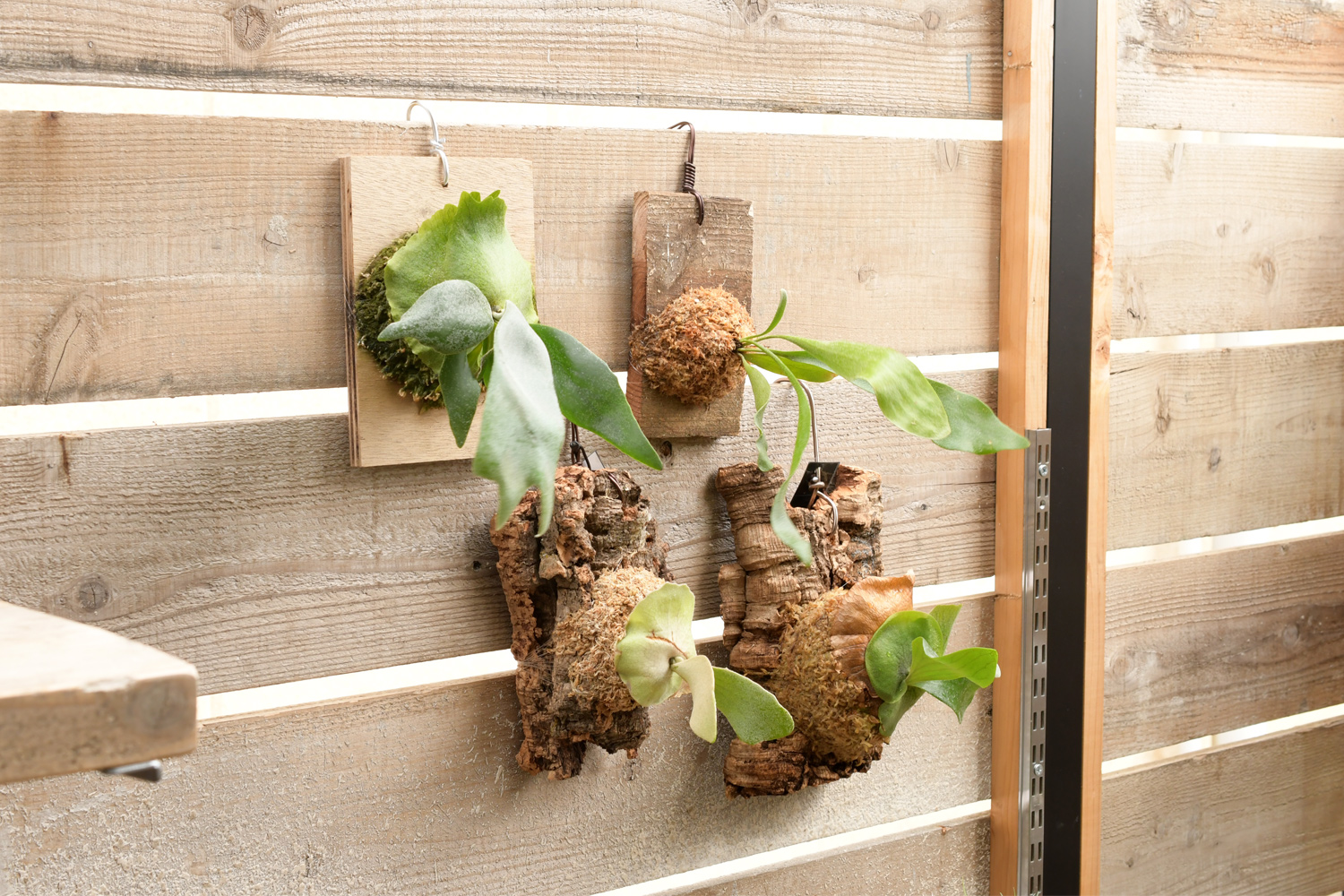 10月ビカクシダ（コウモリラン）板付けのワークショップ開催 | ブログ