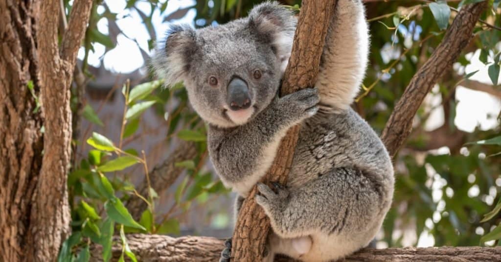 Koala Animal Facts - Phascolarctos cinereus - A-Z Animals