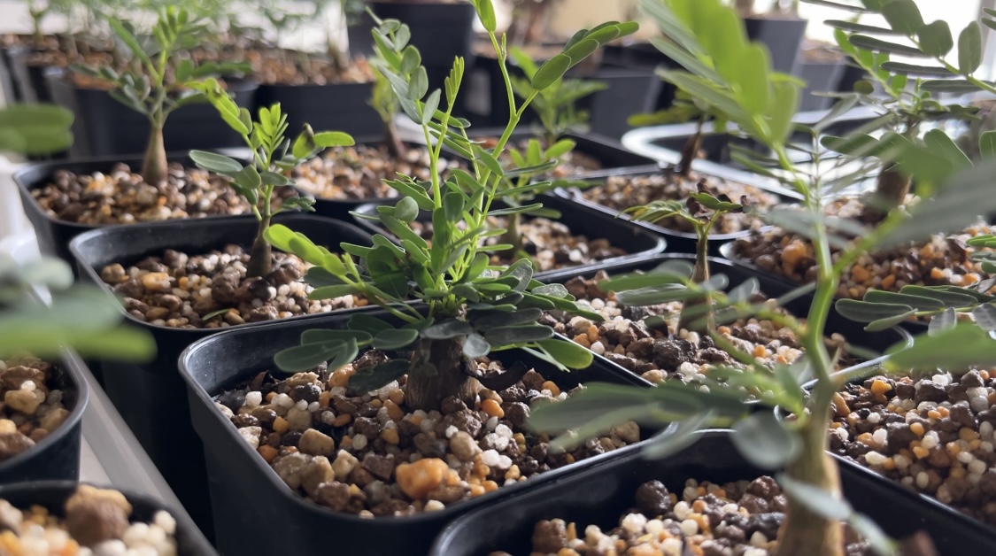 センナ・メリディオナリス | Bizarre Plants Fan | あちゃちゃい