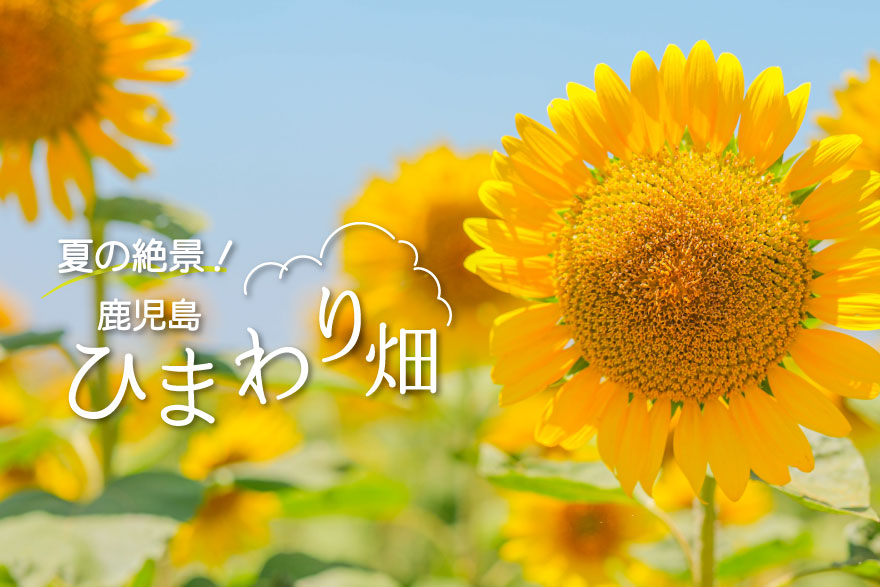 鹿児島の夏の絶景！「ひまわり畑」特集 | あちこち | リビング新聞の